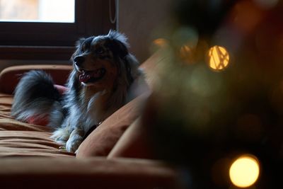 Dog looking away while sitting on seat at home