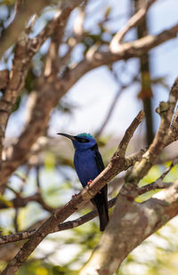 Red-legged honeycreeper cyanerpes cyaneus tanager bird perched on a tree