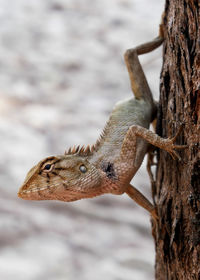 Close-up of lizard on tree trunk