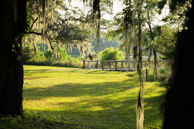 Trees in park