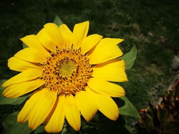 Close-up of sunflower