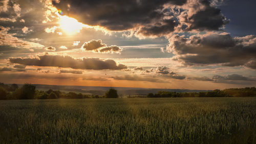 Scenic view of wheat field against sky at sunset