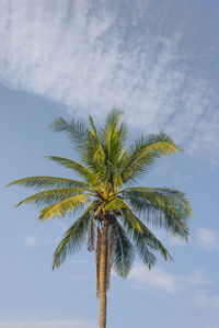 Low angle view of palm tree against sky