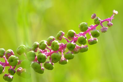Close-up of berries growing on plant