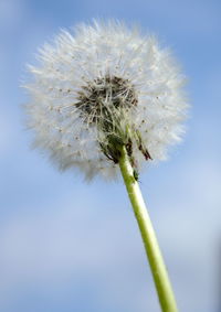 Close-up of dandelion