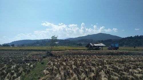 Scenic view of agricultural field against sky