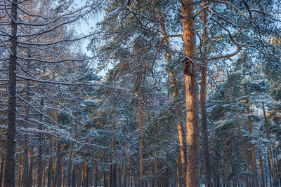 Low angle view of bamboo trees in forest during winter