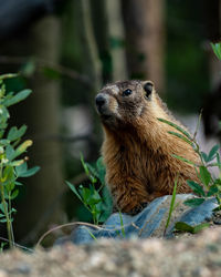 A yellow-bellied marmot pokes its head from a den