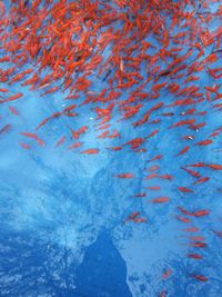 View of fishes swimming in sea