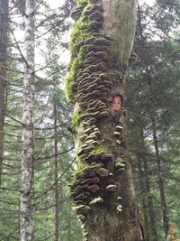 Low angle view of trees in forest