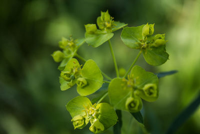 Close-up of plant