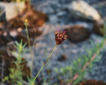Close-up of flower blooming outdoors