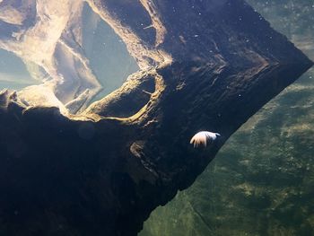 Trees in water