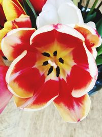 Close-up of red flowers