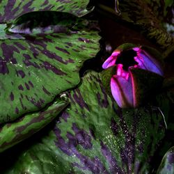 Close-up of purple flower floating on water