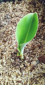 High angle view of plant growing on field