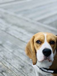 Close-up portrait of dog