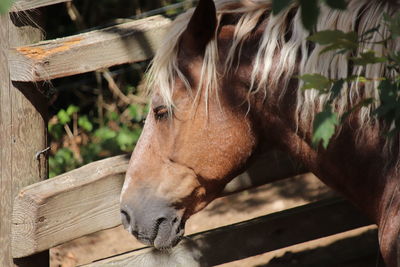 Close-up of a horse