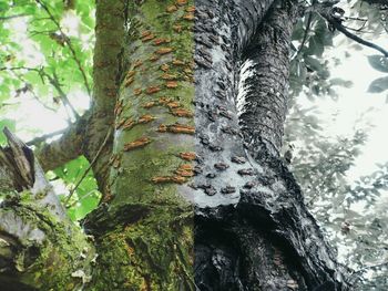 Low angle view of trees in forest