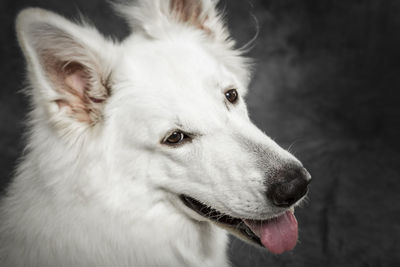 Close-up of dog looking away