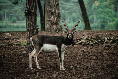 Indian antelope