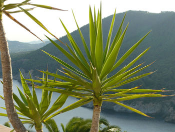 View of palm trees against sky