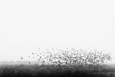 Flock of birds on a land