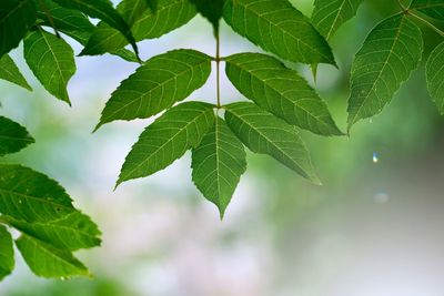 Green tree leaves and branches in the nature in summer, green background