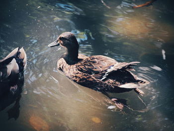 Duck swimming in lake