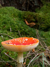 Close-up of fly agaric mushroom in forest