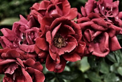 Close-up of pink rose flowers