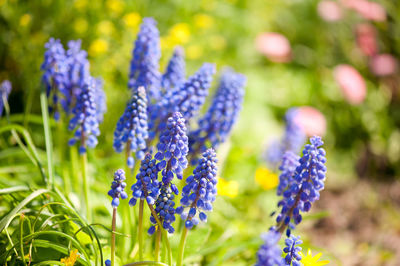 Close-up of purple flowers blooming outdoors