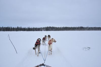 View of dogs on snow covered landscape