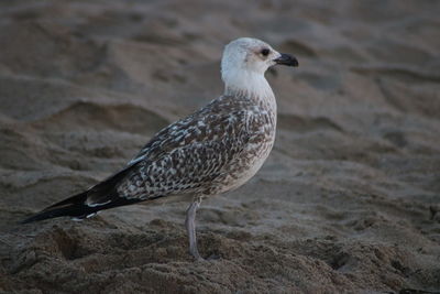 Close-up of seagull perching on sand