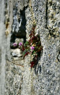 Close-up of plant