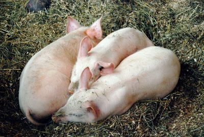 High angle view of piglets relaxing