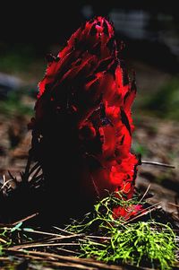 Close-up of red flower