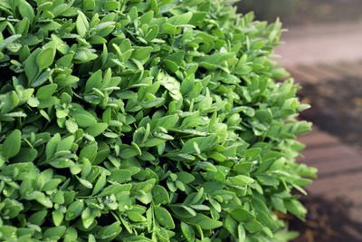 Close-up of fresh green leaves