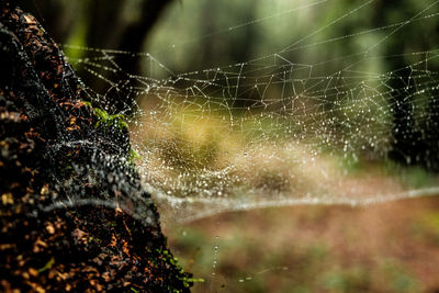 Close-up of wet spider web