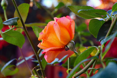 Close-up of orange rose flower