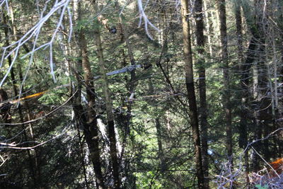 View of trees in forest