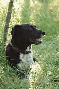 Close-up of dog sitting on field