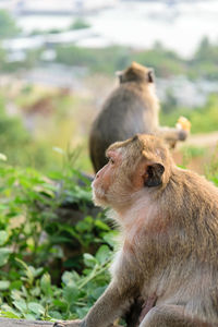 Portrait of a monkey