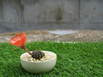 Close-up of fresh red fruit in bowl on field