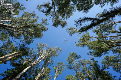 Low angle view of trees against clear blue sky