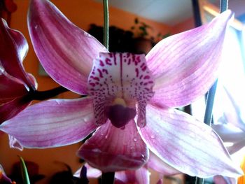 Close-up of flower blooming outdoors