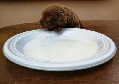 Close-up of puppy by plate with milk