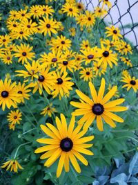 Close-up of yellow flowers blooming outdoors