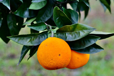 Close-up of orange fruit