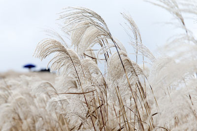 Close-up of grass against sky